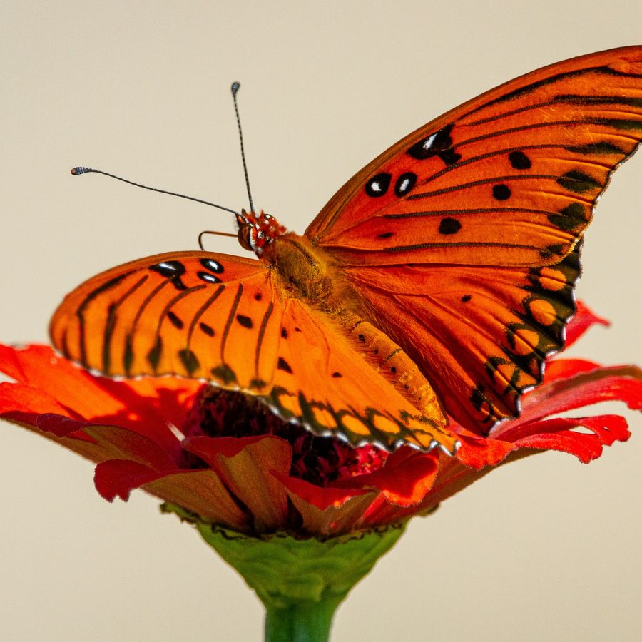 Schmetterling auf einer Blüte, Sinnbild für Veränderung